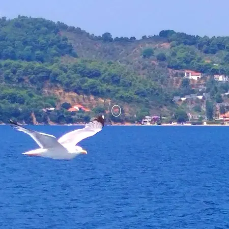 Bloom Apartment Achladies (Skiathos)