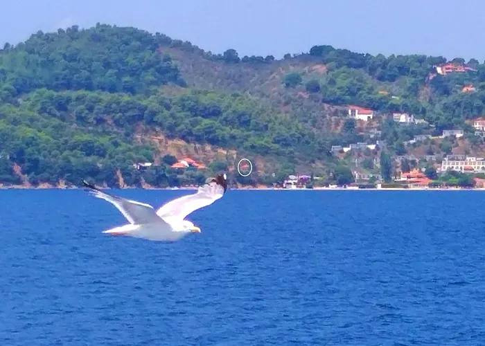 Bloom Apartment Achladies (Skiathos)